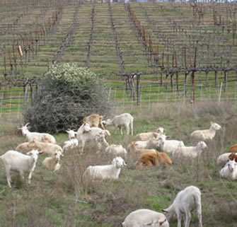 sheep grazing in vinyeard